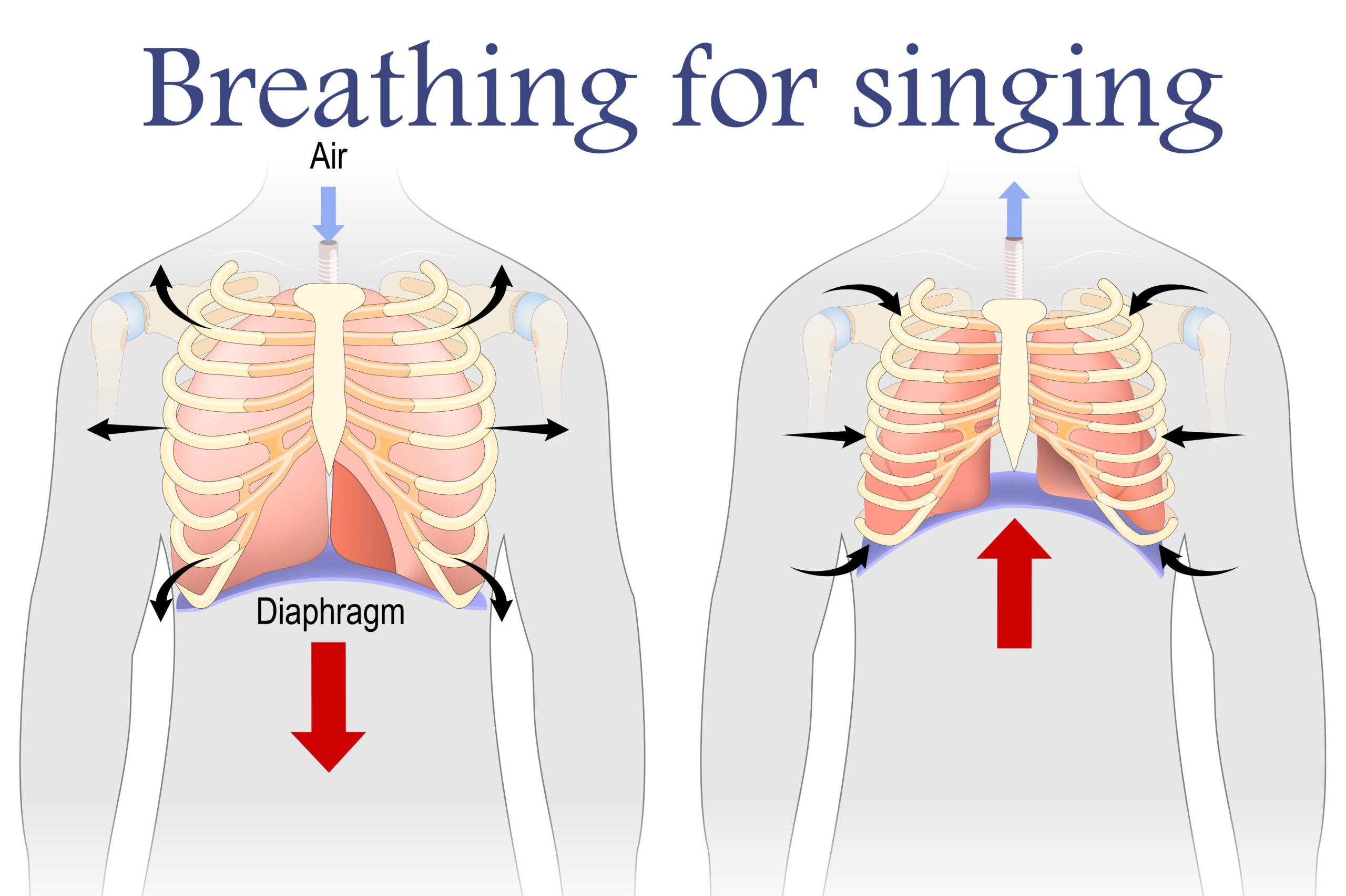 オペラ歌手に必要な呼吸法 横隔膜を使った支えについて 声楽テクニック 音楽に寄せて
